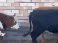 母牛, Cattle — 照片 1