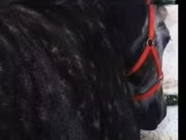 Jument, Chevaux