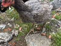 Chickens — photo 2
