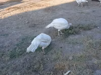 Turkeys — foto 1