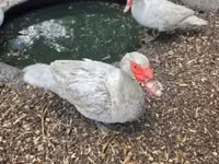 Ducks — foto 2