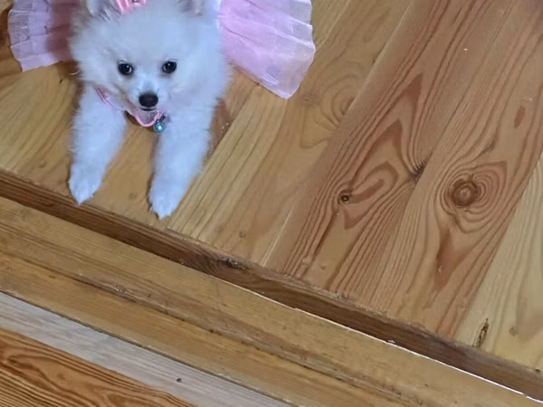 Mini spitz (Pomeranian) balası – ağ rəngli, uzun və yumşaq tüklü, qısa