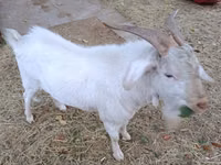 Ешкі, Beetal goats — 2-сурет