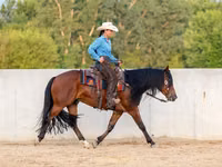 Айғыр, Quarter Horse — 6-сурет