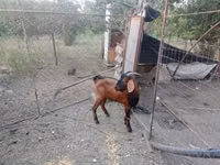 Kozioł, Nubian Goat — zdjęcie 1