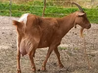 Keçi, Alpine goat — foto 5