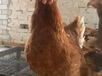 Chickens — फ़ोटो 3