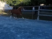 Cheval, Welsh Cob — photo 6