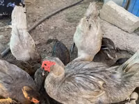 Ducks — foto 2