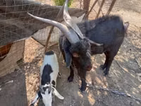 Kozioł, Nubian Goat — zdjęcie 2
