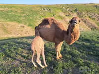 Camelo, Camelos — foto 2