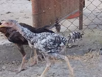 Chickens — Foto 2