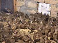 Guinea fowl — الصورة 1