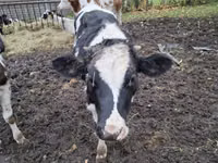 Cattle (batch, sex not specified), Cattle — photo 4