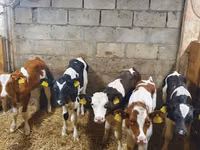 Toro, Simmental cattle — foto 1