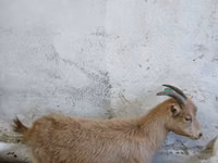 Keçi, Saanen goat — foto 1