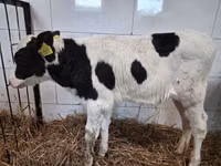 Buqa, Russian Black pied cattle — 3-rasm