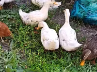 Ducks — zdjęcie 3