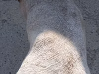 Qoʻchqor, Ordabasy sheep — 4-rasm