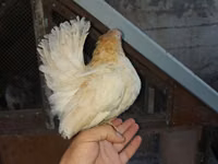 Chickens — 3-сурет
