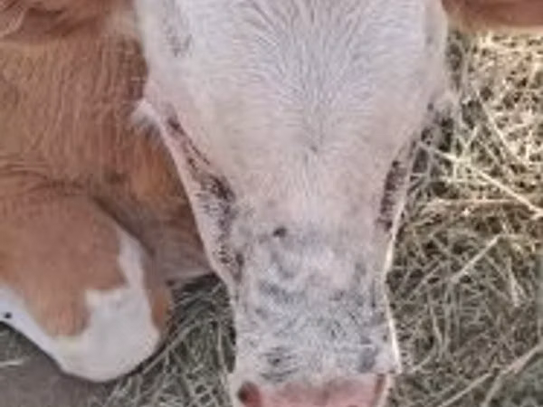 Buğa, Simmental cattle