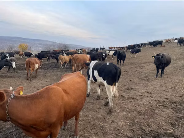 Taureau, Russian Black pied cattle