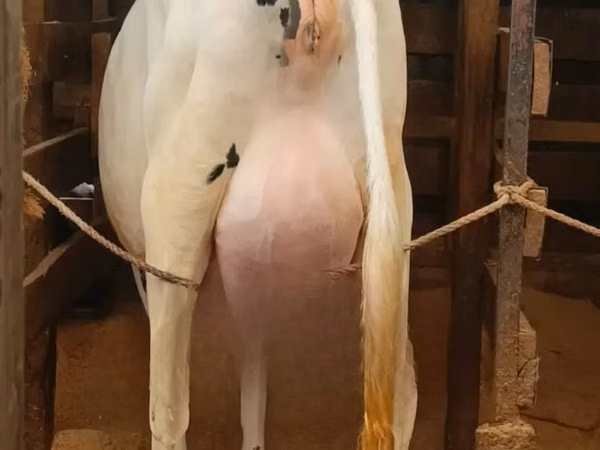 Сиыр, Голштин тұқымы