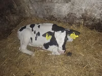 公牛, Simmental cattle — 照片 3