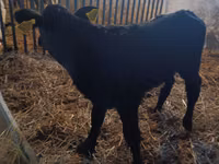 Kuh, Limousin-Kuh — Foto 4