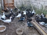 Ducks — Foto 2