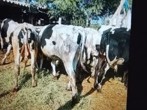 ხარი, Russian Black pied cattle