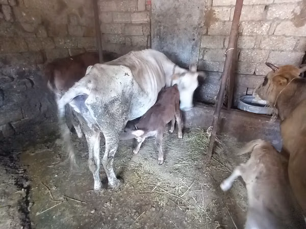 İnək, Simmental cattle