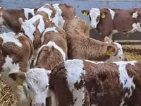 Bydło (partia, płeć nieokreślona), Simmental cattle — zdjęcie 4