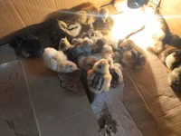 Chickens — foto 4