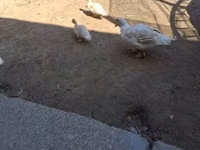 Ducks — photo 1