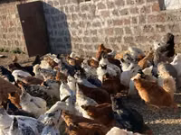 Chickens — 照片 3