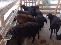 Ovce, Tajik sheep — foto 2