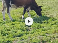 பசு, Simmental cattle — புகைப்படம் 5