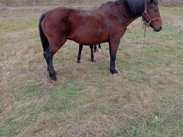 Jument, Chevaux