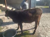 母牛, Swiss cattle — 照片 1