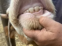 İnek, Swiss cattle — foto 3