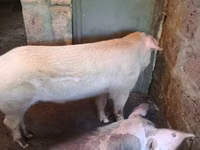 Prasnice, Prasata — foto 3