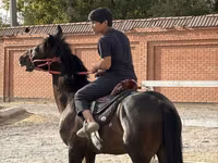 Kůň, Koně — foto 2