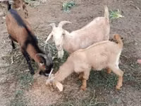 Billy Goat, Goats — photo 2