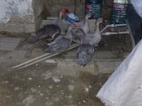 Domestic Muscovy — photo 1