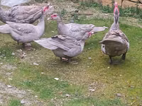 Ducks — zdjęcie 2