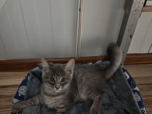 🐱 Şotland pişiyi satılır ✨ Şirin və baxımlıdır 🥰 📦 Üstündə olan
