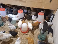 Chickens — ფოტო 4