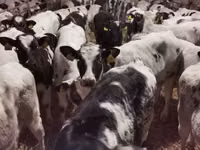 Bovinos (lote, sexo no especificado), Russian Black pied cattle — foto 6