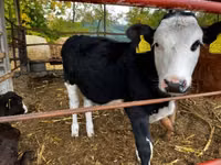 Bovins (lot, sexe non indiqué), Vache limousine — photo 3
